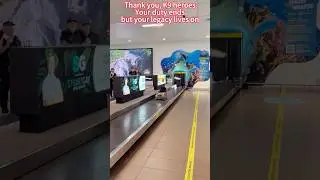 Pay tribute to the veteran police dog#fyp #love #dog #dogsoftiktok #funny #tiktok