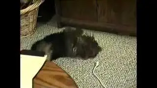 Tiger, Scooter, & Brutus - May 1999