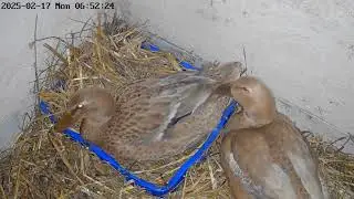 Jak kaczki traktują swoje jajka w kaczniku? Biegusy indyjskie.#duck #kaczki #biegusy