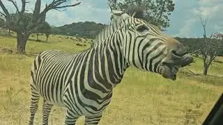 Zebra #animals #ranch #nature #happiness #love #feedshorts #feedinganimal #Texas #usa