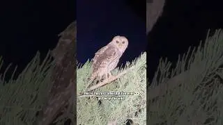 Exploring The Florida Everglades For Cool Animals! #shorts #trending #animals #outdoors #viral #diy
