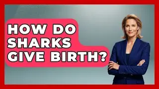 How Do Sharks Give Birth? - The Marine Life Explorer