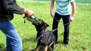 German shepherd (Czech-line) first time bitework