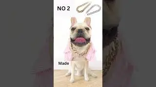 BEST SELLER Pet Dog Cat Gold Necklace Collar Gold P Chain Dress  #shorts