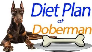 Diet Plan of Doberman Pinscher | In Hindi | डोबर्मन पिंसर की आहार योजना