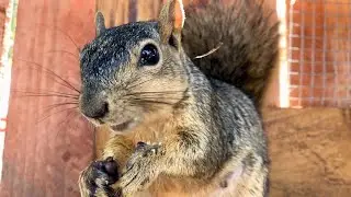 Showing off her ghost walnut Squirrel Momma Faux has lunch at the VIP Sky Patio Lounge