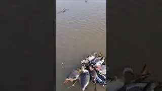 Decoy Surprise: Picking up the Final Harvest. 🤣 | #waterfowlhunting #birdhunting #duckhunting #viral