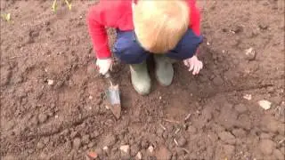 planting maize seed in the field with the boys