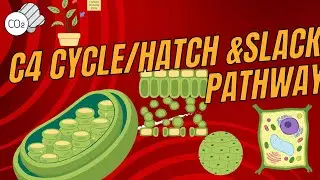 C4 Cycle | Hatch & Slack Pathway | C4 Carbon Fixation Pathway | Photosynthesis In Higher Pathway|