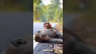 Baby Monkey Clinging to Mother&rsquo;s Body Rescued ❤️ | Emotional Heart-Touching Rescue 2025 #babyanimal