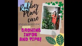 Rubber Plant (Ficus Elastica): Growing Information & Care Tips #RubberPlants #Plantita #Tips