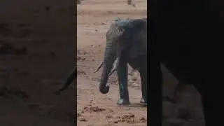 The majestic life of an elephant #education #informative #elephant