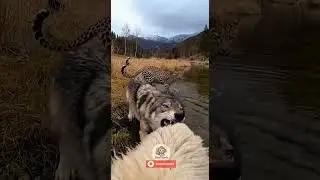 Wolf Attacks Sheep&hellip; Leopard Saves It! 🐺🐑🐆 #shorts
