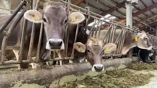 Rolf Heer setzt auf genetisch hornlose Brown-Swiss