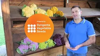 Цветные разноцветные капусты от Сингента