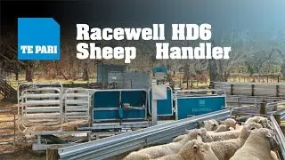 Te Pari Racewell HD6 Sheep Handling System