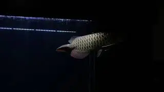 Malaysia Golden Arowana Purebreed K7 PAT