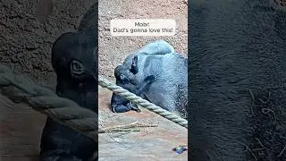 Mobi&rsquo;s Sweet Massage for Silverback Dad