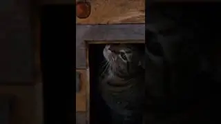 I let Miss Lucy Lou into the barn