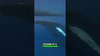 Les Baleines: Majest&eacute;,Intelligence et Conservation des Oc&eacute;ans #baleines #conservation #animauxmarins