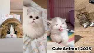 😍 You can't help but watch this cute video 😍 - Cute Cat&Kitten Compilation 2025 #cat #cats #kitten