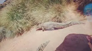 Un jour a @crocopark
