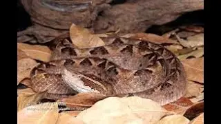 Beware the Hidden Malayan Pit Viper! VEED 1