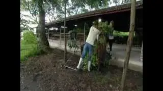 Negros Silk Farm