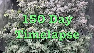 Seed to Weed - 150 Day Cannabis Timelapse