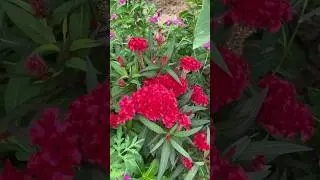 Flowers are everywhere #coversong #song #flowers #nature #natureandlife