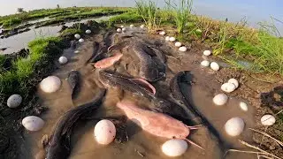 Fishing Video | Amazing Boy Catching Fish With Hand In Muddy Rice Field Water