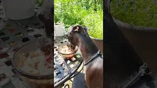 🏡🐕🦮 Breakfast in style ! #italiangreyhounds #eating #dogs