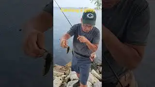 I Was Surprise To Catch A Goby Fish At Sturgeon Bay, WI  #goby #fish #fishing #fishingvideo