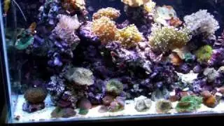 TMC Aquabeam 1000 HD Tiles and Aquaray 500's on Marine Tank