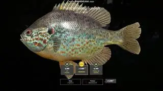 Russian Fishing 4 l Seversky Donets River l Trophy Pumpkinseed Sunfish 0.455 kg