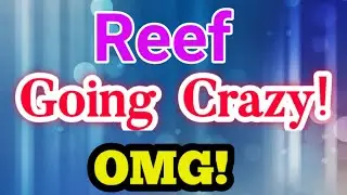 Reef Going Crazy || Reef Price Prediction & News Today! Reef Today News
