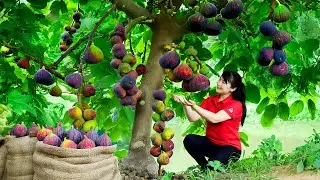 Harvest Cluster Fig, goes to the market to sell - Harvesting and Cooking |Tieu Vy Real Life