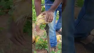 Expert Tips for Perfect Coconut Peeling Every Time! 🥥✅ #youtubeshorts #shorts #youtube