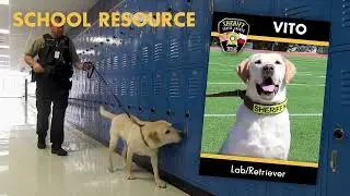 Meet the K9s of the Travis County Sheriff's Office