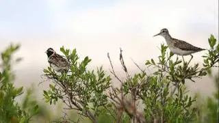 Birding / birdwatching Varanger, high arctic tundra expedition