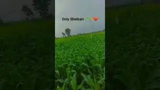 🌾🌱❤ #viralshort #shetkari #brand #kishor917 #gavakadchevlog #farm #share #beautyofnature