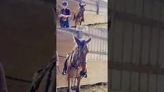 Journaling to reflect on your horse training #equestrian #horsetraining #mustangtraining
