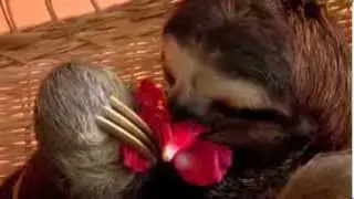 Buttercup the Sanctuary Pampered Ballerina | Meet The Sloths