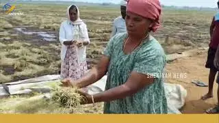 കുട്ടനാട് നെൽ കർഷകരുടെ ഹൃദയം പൊട്ടുന്ന കാഴ്ച