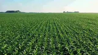 Corn Farm Video [ Non Copyright Videos ]