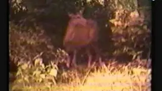 Tragic Fate: a film by Norodom Sihanouk 1969