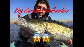 Gros sandres hollandais ! Avec Belgian Pike Addict et Wildfish