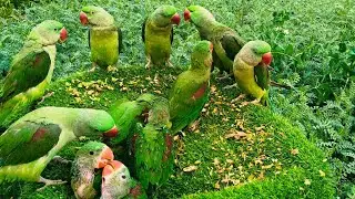 Talking parrot video|parrots voice|parrot sounds video|Ringnek parrots video|Baby parrots#usa 
