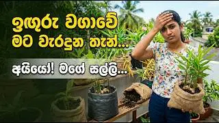 යූ ටියුබ් බලලා මම කරපු ඉගුරු වගාව -02