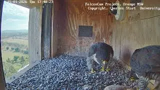 Nice bonding, FalconCam Project, Orange NSW, 15 January 2026